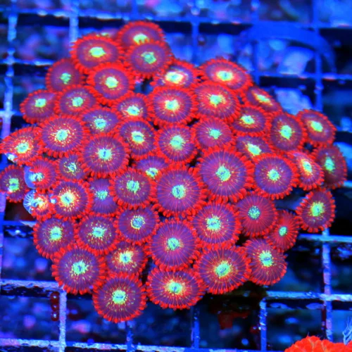WYSIWYG 4.5X4.5 MAGICIAN AGAVE ZOANTHID-VERY RARE PALYTHOA-ONLY GET THESE A FEW TIMES A YEAR live coral for sale - Extreme Corals