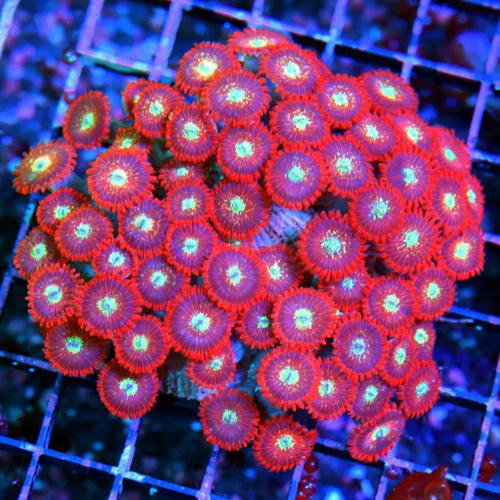 WYSIWYG 4.5X4.5 MAGICIAN AGAVE ZOANTHID-VERY RARE PALYTHOA-ONLY GET THESE A FEW TIMES A YEAR live coral for sale - Extreme Corals