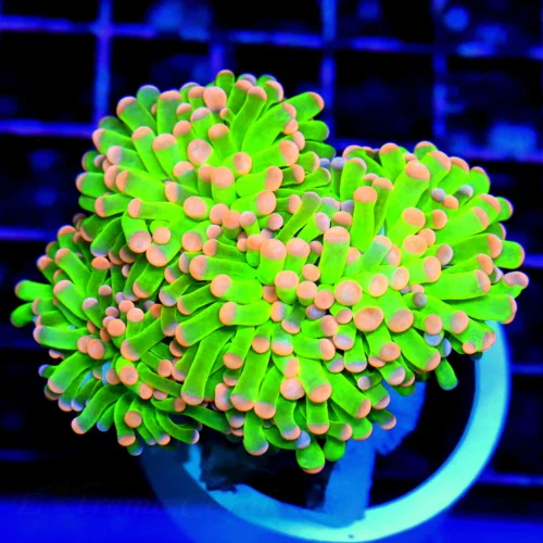 WYSIWYG 3.5" ULTRA HOWPIECE COLLECTORS ITEM MALAYSIAN TORCH-ULTRA GRADE SUPER PINK MTIPPED HOLY GRAIL live coral for sale - Extreme Corals