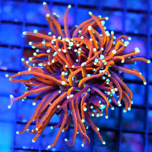 WYSIWYG 4X4 ULTRA HOWPIECE COLLECTORS ITEM INDO TORCH-ULTRA GRADE NEW YORK KNICKS live coral for sale - Extreme Corals