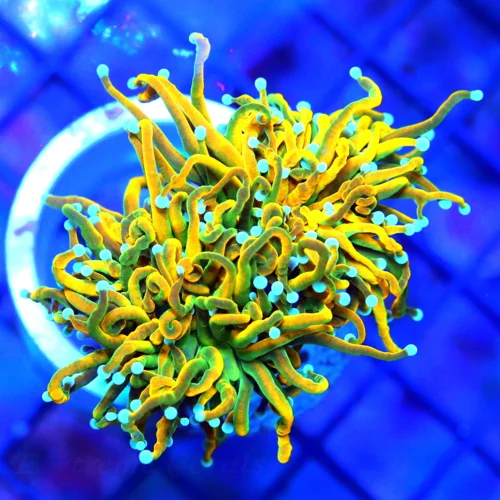 WYSIWYG 3" ULTRA HOWPIECE COLLECTORS ITEM INDO TORCH-ULTRA GRADE TIGER TORCH live coral for sale - Extreme Corals