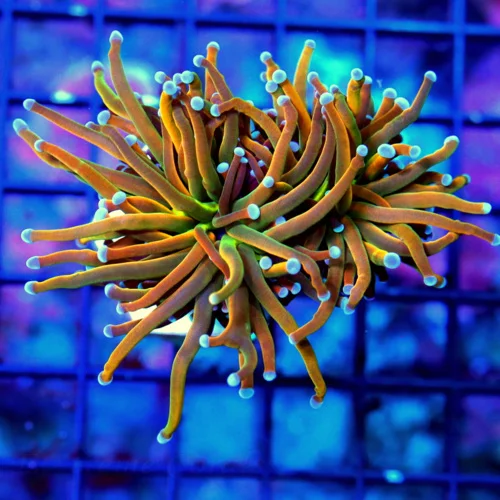 WYSIWYG 3" ULTRA HOWPIECE COLLECTORS ITEM INDO TORCH-ULTRA GRADE BLUE TIPPED HOLY GRAIL TORCH live coral for sale - Extreme Corals