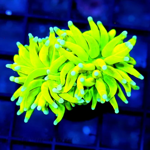 WYSIWYG 3" ULTRA HOWPIECE COLLECTORS ITEM INDO TORCH-ULTRA GRADE BLUE TIPPED HOLY GRAIL TORCH live coral for sale - Extreme Corals