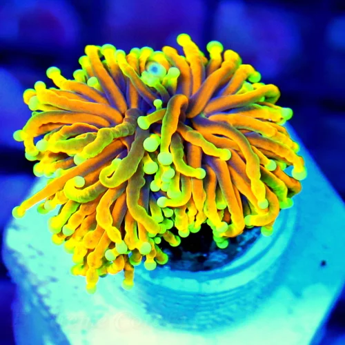 WYSIWYG 3" ULTRA HOWPIECE COLLECTORS ITEM INDO TORCH-ULTRA GRADE SUPER SHOW 24k HOLY GRAIL live coral for sale - Extreme Corals