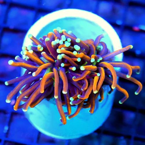 WYSIWYG 3" ULTRA HOWPIECE COLLECTORS ITEM INDO TORCH-ULTRA GRADE live coral for sale - Extreme Corals