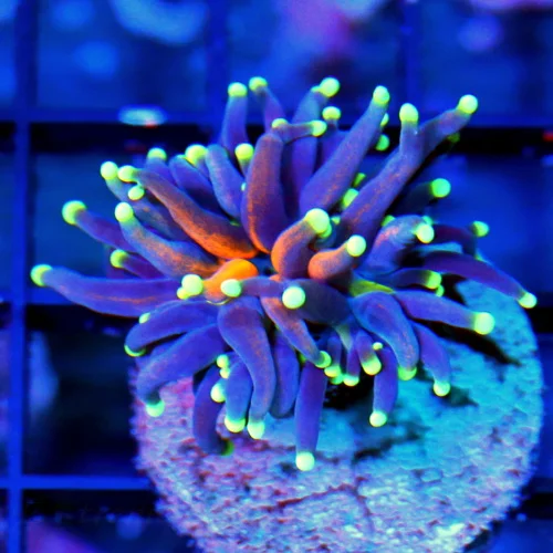 WYSIWYG 2" ULTRA HOWPIECE COLLECTORS ITEM INDO TORCH-ULTRA GRADE VERY VERY RARE PURPLE TIGER TORCH live coral for sale - Extreme Corals