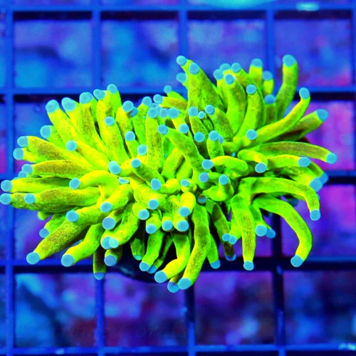 WYSIWYG 3" ULTRA HOWPIECE COLLECTORS ITEM INDO TORCH-ULTRA GRADE BLUE TIPPED HOLY GRAIL TORCH live coral for sale - Extreme Corals