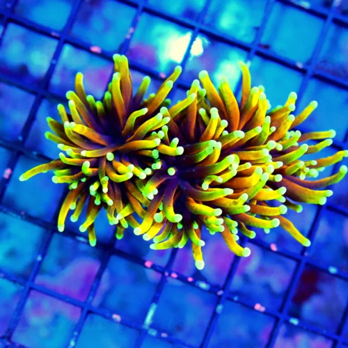 WYSIWYG 3" ULTRA HOWPIECE COLLECTORS ITEM INDO TORCH-ULTRA GRADE HELLFIRE live coral for sale - Extreme Corals