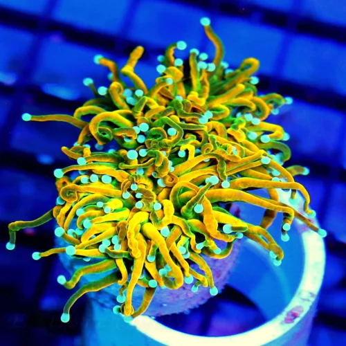 WYSIWYG 3" ULTRA HOWPIECE COLLECTORS ITEM INDO TORCH-ULTRA GRADE TIGER TORCH live coral for sale - Extreme Corals