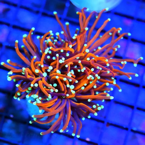 WYSIWYG 3.5" ULTRA HOWPIECE COLLECTORS ITEM INDO TORCH-ULTRA GRADE NEW YORK KNICKS live coral for sale - Extreme Corals