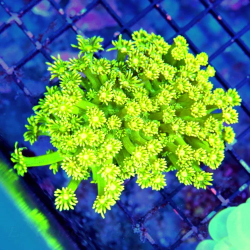 WYSIWYG 3.5X3.5 HIGHLIGGHTER YELLOW ULTRA COLORED VERY HARD TO GET INDO GONIOPORA live coral for sale - Extreme Corals