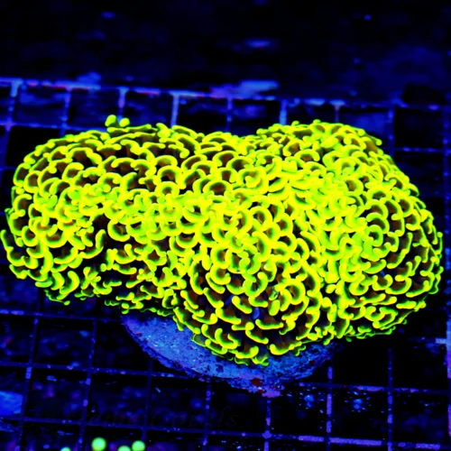 WYSIWYG 6X4 ULTRA ULTRA CENTERPIECE MULTICOLORED ORNAGE YELLOW SUPER COLORED HAMMER live coral for sale - Extreme Corals