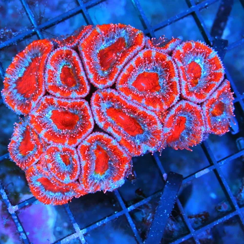 WYSIWYG 3.75X3 ACANTHASTREA LORDHOWENSIS-BEAUTIFUL BAD TO THE BONE MULTICOLORED RED AND PINK ACAN live coral for sale - Extreme Corals