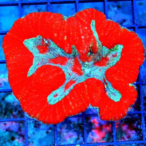 WYSIWYG 4X3 SUPER BLUE CENTERED ULTRA COLORED SCREAMING RED ULTRA COLORED INDO LOBOPHYLLIA-INCREDIBLE! live coral for sale - Extreme Corals