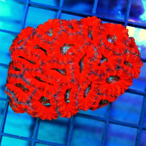 3 ACANTHASTREA LORDHOWENSIS CORAL - BAD TO THE BONE ULTRA COLORED SUPERMAN ACANTHASTREA LORDHOWEN