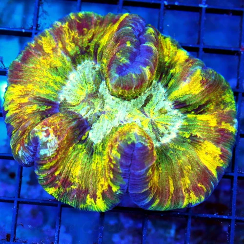WYSIWYG 4.5X4..5 CRAZY COLORED ULTRA GRADE LARGE INDO WELLSOPHYLLIA-I LOVE THE YELLOW IN THIS ONE!! live coral for sale - Extreme Corals