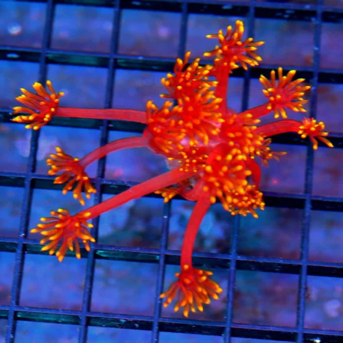 3 GONIOPORA CORAL - ULTRA COLORED RAINBOW GONIOPORA CORAL
