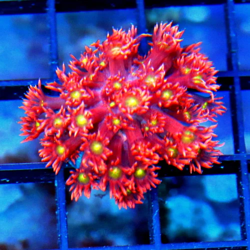 GONIOPORA CORAL FRAG - ULTRA COLORED RAINBOW GONIOPORA CORAL