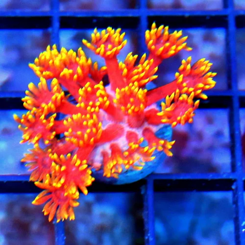 GONIOPORA CORAL FRAG -  ULTRA COLORED RAINBOW GONIOPORA CORAL