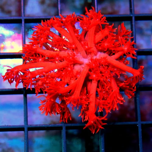 GONIOPORA CORAL FRAG -  ULTRA COLORED RAINBOW GONIOPORA CORAL