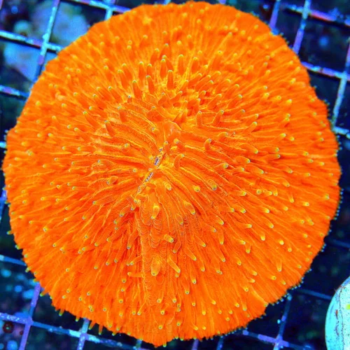 WYSIWYG 5.5X5.5 XXL CNETERPIECE GLOW IN THE DARK ULTRA NEON ORANGE FLAMETIP MELTING POT PLATE CORAL live coral for sale - Extreme Corals