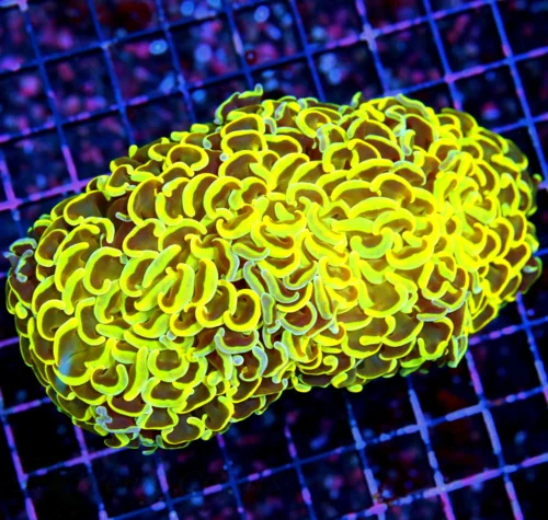 WYSIWYG 6.5X4 XXL NEON TANGERINE ORANGE SUPER DARK ORANGE TENTACLED ULTRA GRADE XXL HAMMER live coral for sale - Extreme Corals