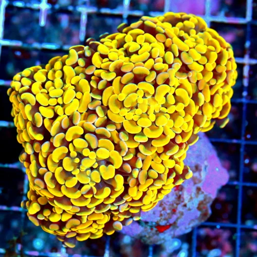 WYSIWYG 5.5X4.5 GIANT SHOWPIECE ULTRA ULTRA ORANGE BRANCHING HAMMER-THIS IS SPECTACULAR!! live coral for sale - Extreme Corals
