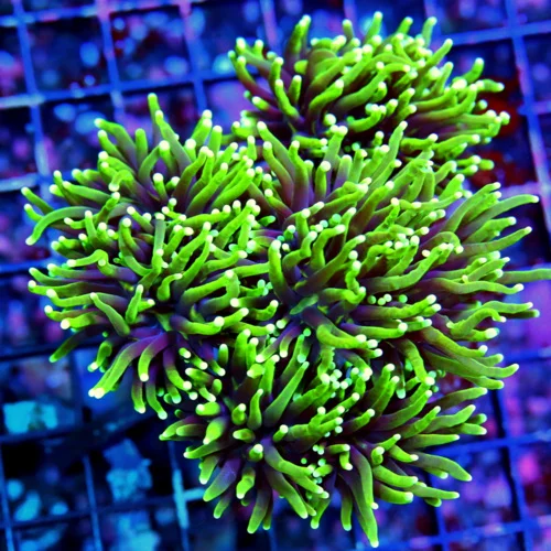 WYSIWYG 5.5X5.5 XXL PURPLE TENTACLED SUPER SUPER NEON TOXIC GREEN TIPPED BLACKLIGHT TORCH-XXL SHOWPIECE live coral for sale - Extreme Corals