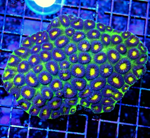 WYSIWYG 6X5 XXL CENTERPIECE TRICOLORED ULTRA GRADE ULTRA COLORED AMAZING FAVIA BRAIN-COLLECTORS ITEM!! live coral for sale - Extreme Corals