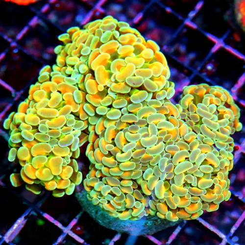 WYSIWYG 5.5X5.5 ONE OF MY FAVORITE SPLATTER ORANGE AND GREEN COMBO BRANCHING HAMMERS THIS YEAR!! UNREAL COLO live coral for sale - Extreme Corals