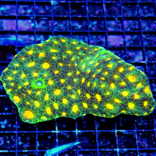 WYSIWYG 6X5 XXL ULTRA ULTRA ORANGE TOTALLY INSANE SHOWPIECE HANDPICKED INDO FAVIA-VERY SPECIAL COLOR!! live coral for sale - Extreme Corals