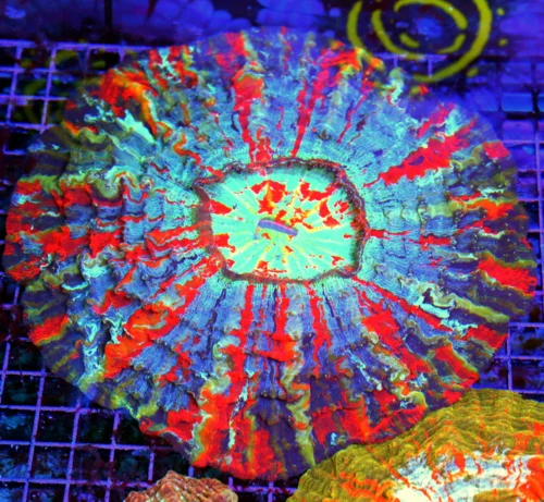 12 ACANTHOPHYLLIA CORAL - HANDPICKED BY SCOTT ULTRA GRADE ULTRA COLORED ACANTHOPHYLLIA CORAL