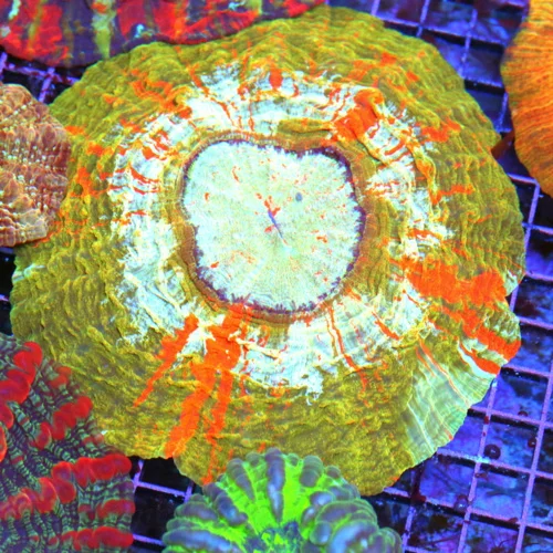 10 ACANTHOPHYLLIA CORAL - HANDPICKED COLLECTOR'S ITEM ORANGE STRIPPED GOLD/ORANGE