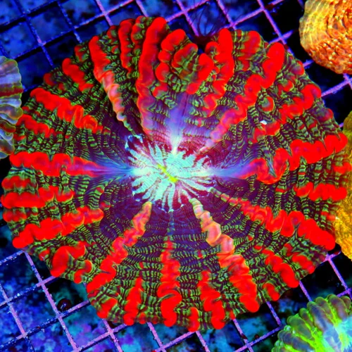 6 INDOPHYLLIA CORAL - HANDPICKED ULTRA GRADE ULTRA COLORED INDOPHYLLIA CORAL