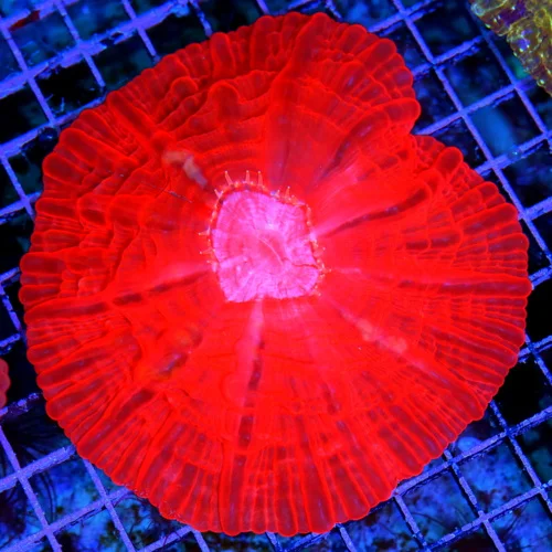 5.5 CYNARINA CORAL - SUPER NEON RED PURPLE/BLUE EYED ULTRA COLORED CYNARINA
