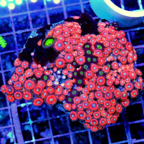 5.5x5 ZOANTHID CORAL - HANDPICKED BY SCOTT ULTRA COLORED ULTRA GRADE INDO ZOANTHID CORAL