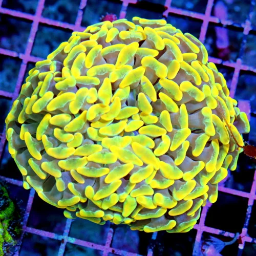 4x4 HAMMER CORAL - THIS IS A COLLECTOR'S ITEM COLOR! VERY VERY RARE ORANGE HAMMER CORAL
