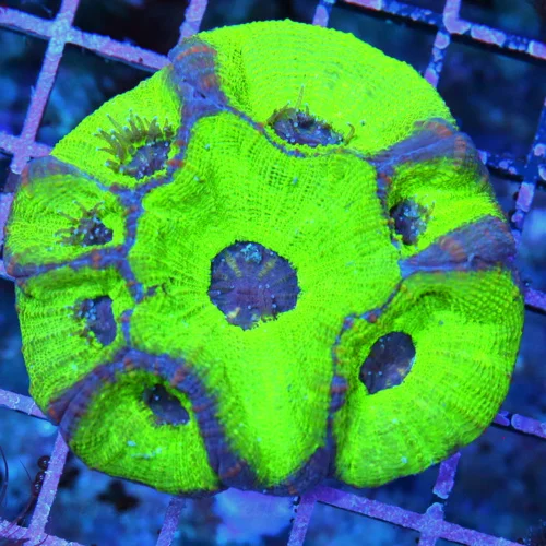 3.5x3.5 MOSELAYA CORAL - GREAT SIZE SHAPE AND COLORED GREEN AND PURPLE MOSELEYA CORAL