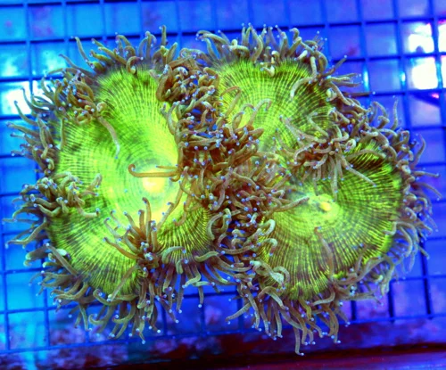 4x5 ELEGANCE CORAL - ULTRA COLORED BLUE TIPPED ELEGANCE CORAL