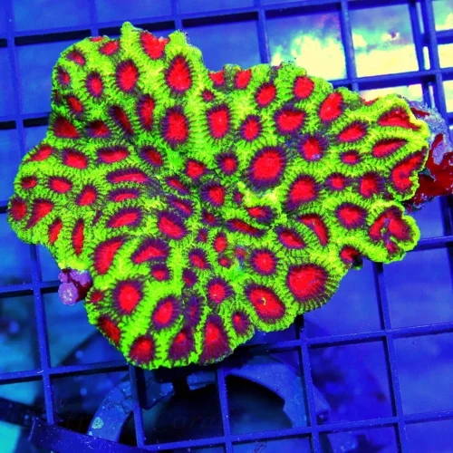 4.5x3.5 FAVIA CORAL - ULTRA ULTRA COLORED WATERMELON FAVIA CORAL