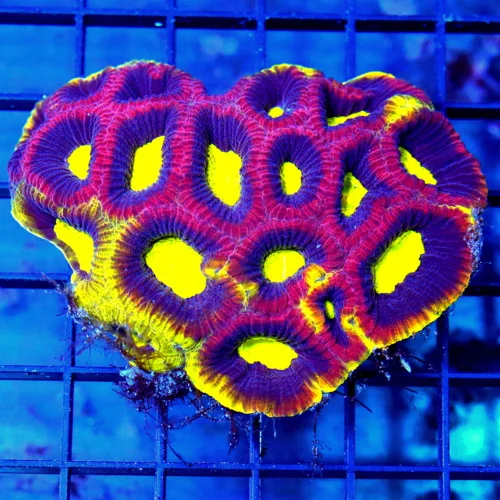 4x4 FAVIA CORAL - OUT OF THIS WORLD YELLOW RIMMED DRAGON SOUL FAVIA CORAL