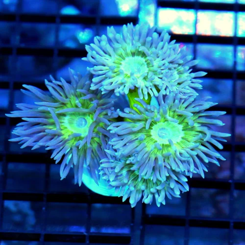 4x3 DUNCAN CORAL - ULTRA NEON BLUE TIPPED DUNCAN CORAL