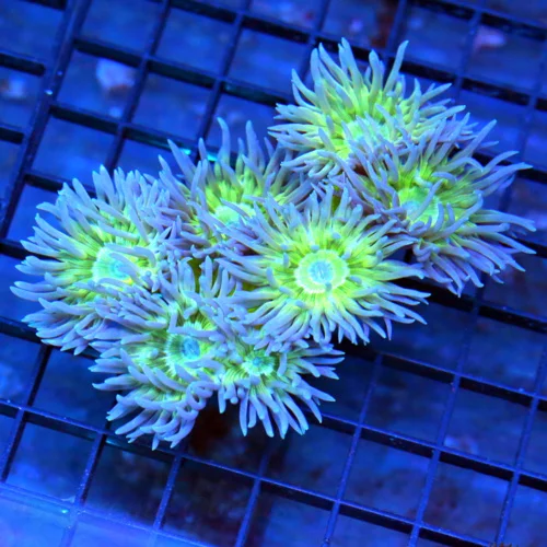 4.5x3 DUNCAN CORAL - ULTRA NEON BLUE TIPPED DUNCAN CORAL