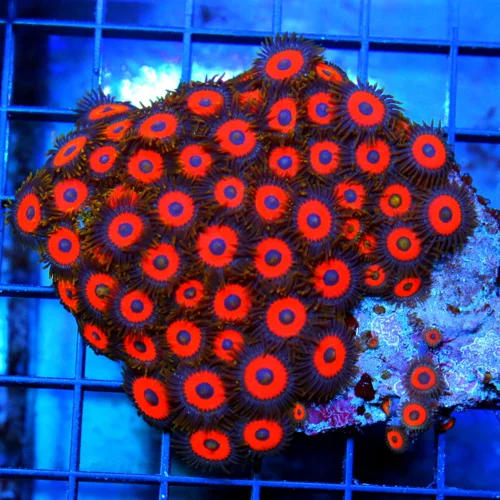 4x4 ZOANTHID CORAL - BAD TO THE BONE ULTRA ULTRA COLORED RED BLUE EYED ZOANTHIDS