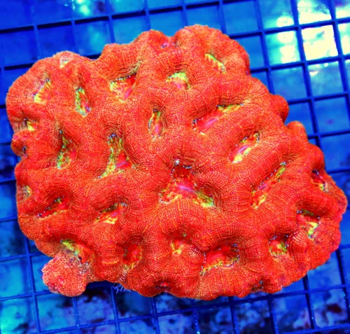 6x5 XXL ACANTHASTREA BOWERBANKI CORAL - CRAZY INSANE HANDPICKED ACANTHASTREA BOWERBANKI CORAL