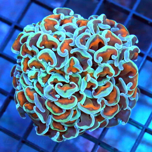 4x3 HAMMER CORAL - BEAUTIFUL ORANGE BLUE TIPPED ULTRA COLORED HAMMER CORAL