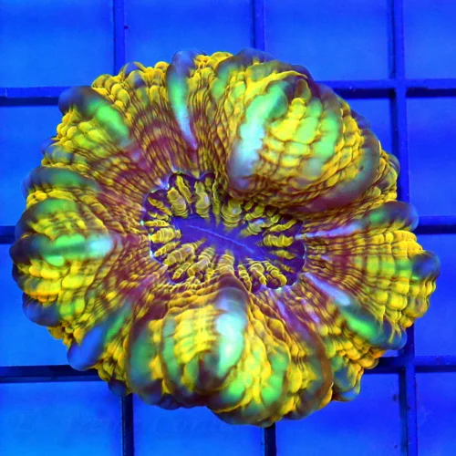 2 CYNARINA CORAL - MULTICOLORED VERY UNUSUAL VERY VERY NICE CYANRINA CORAL