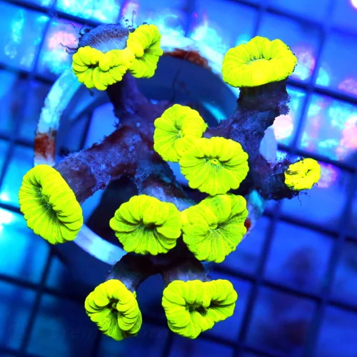 3x3 CANDY CANE CORAL - ULTRA COLORED ULTRA GRADE KRYPTONITE CANDY CANE CORAL