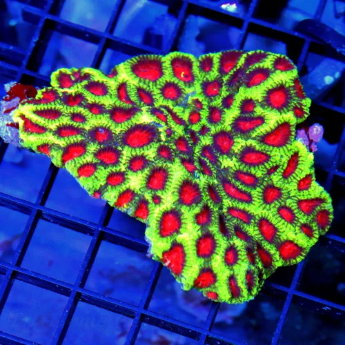 4x4 FAVIA CORAL - SUPER BRIGHT RED EYED CHRISTMAS FAVIA CORAL