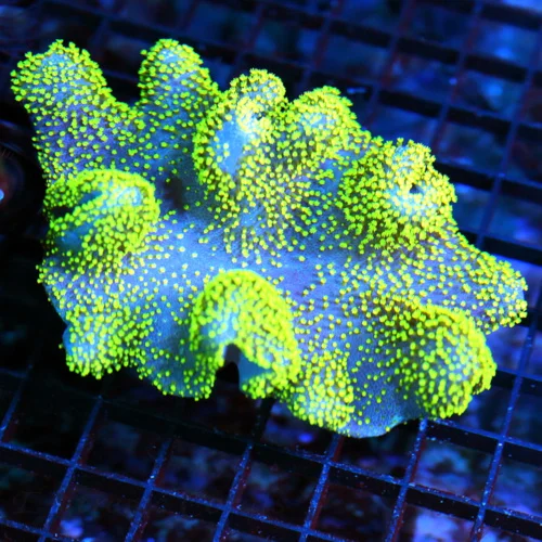 5x4.5 CROWN LEATHER CORAL - SUPER NEON PURPLE ULTRA BRIGHT GREEN TENTACLED CROWN LEATHER